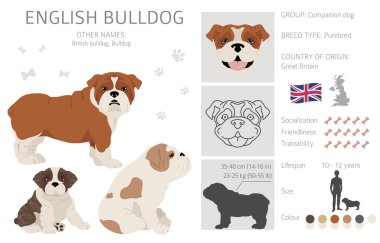 İngiliz bulldog klibi. Farklı pozlar, farklı renkler. Vektör illüstrasyonu