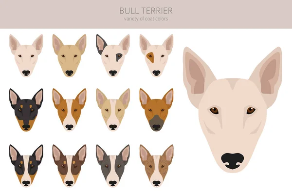 Clipart Bull Terrier Toutes Les Couleurs Manteau Ensemble Position Différente — Image vectorielle