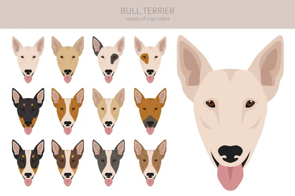 Toro Terrier Clipart Todos Los Colores Del Abrigo Establecidos Posición — Vector de stock