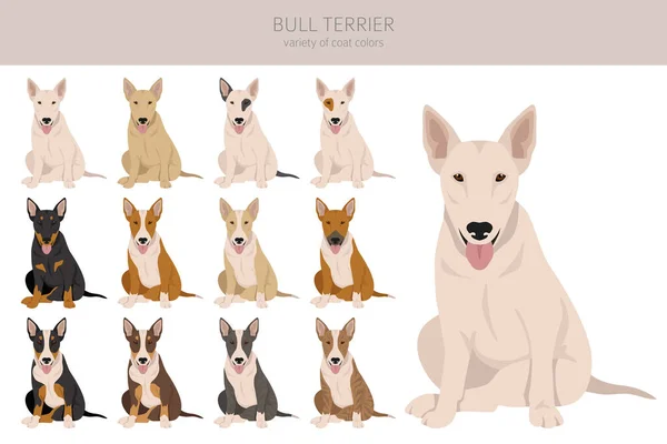 Bull Terrier Clipart All Coat Colors Set Different Position All — Stock Vector