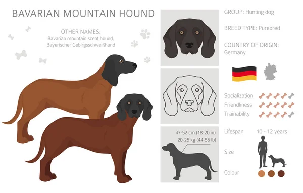 Bavarian Mountain Scent Hound Clipart Different Coat Colors Poses Set — Image vectorielle