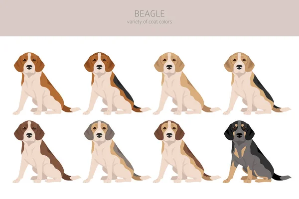 Beagle Hond Clipart Alle Kleuren Van Jas Klaar Andere Positie — Stockvector