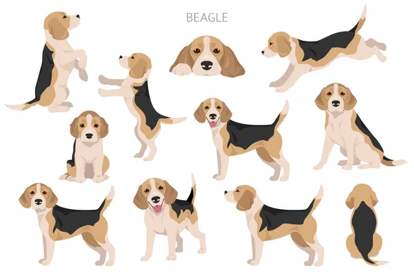 Beagle Perro Clipart Perro Todos Los Colores Del Abrigo Establecidos — Archivo Imágenes Vectoriales