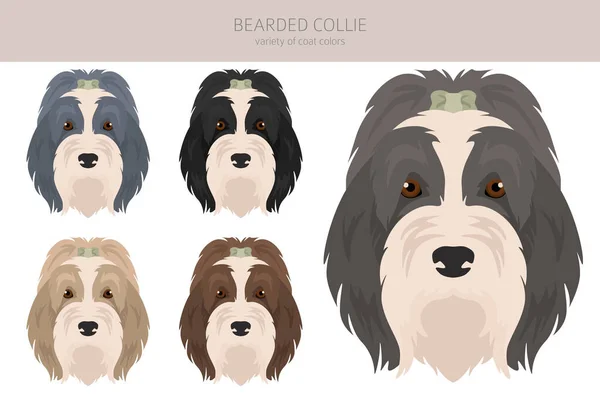 Bearded Collie Hund Clipart Alle Fellfarben Eingestellt Unterschiedliche Position Alle — Stockvektor