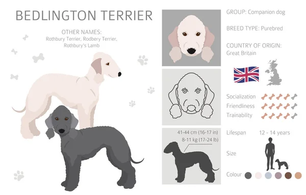 Bedlington Terrier Clipart Different Coat Colors Poses Set Vector Illustration — Stock vektor