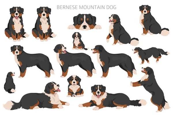贝奈斯山的狗群所有的外套颜色都设置好了 不同的立场所有的狗都有信息特征 矢量说明 — 图库矢量图片