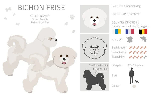 Bichon Frise Clipart Different Coat Colors Poses Set Vector Illustration — Διανυσματικό Αρχείο