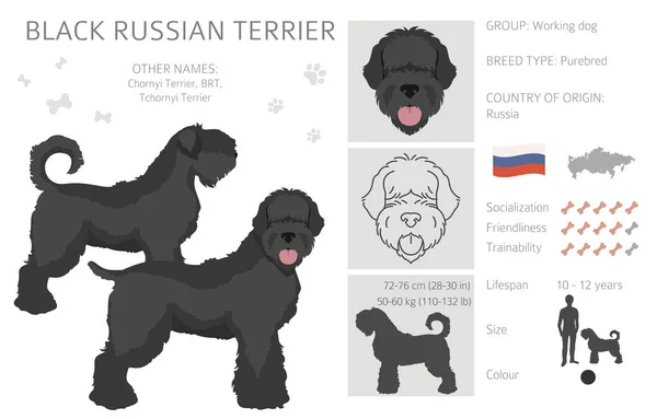 Black Russian Terrier Clipart Diversi Colori Cappotto Pose Set Illustrazione — Vettoriale Stock