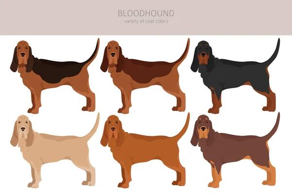 Bloodhound Dog Clipart All Coat Colors Set Different Position All — Stock Vector