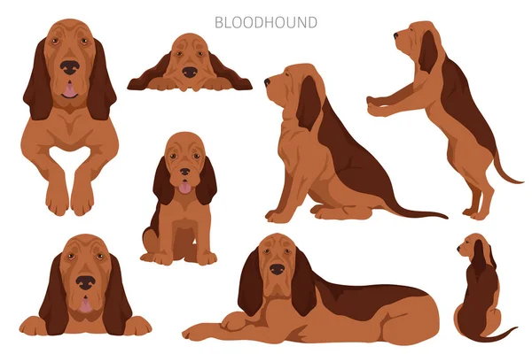 Bloodhound Dog Clipart All Coat Colors Set Different Position All — Stock Vector