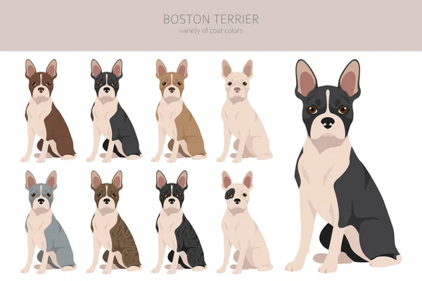 Boston Terrier Köpek Klipsi Tüm Ceket Renkleri Ayarlandı Farklı Pozisyon — Stok Vektör