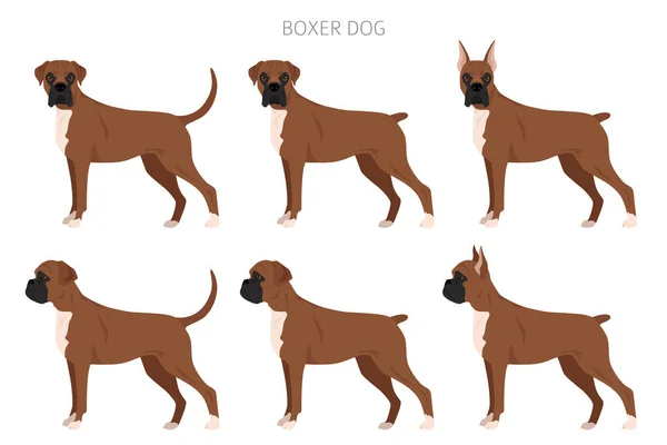 ボクサー犬の爪切り すべてのコートの色セット 位置が違う すべての犬は特徴的なインフォグラフィックを繁殖させます ベクターイラスト — ストックベクタ