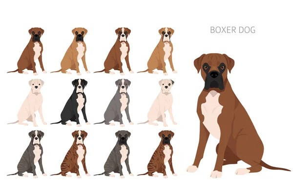 Boxerhund Cliparts Alle Fellfarben Eingestellt Unterschiedliche Position Alle Hunderassen Merkmale — Stockvektor