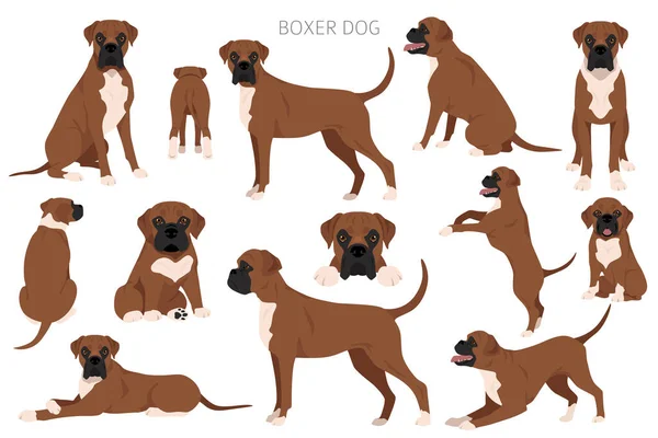 Boksör Köpek Klipsi Tüm Ceket Renkleri Ayarlandı Farklı Pozisyon Bütün — Stok Vektör
