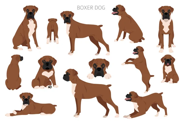 ボクサー犬の爪切り すべてのコートの色セット 位置が違う すべての犬は特徴的なインフォグラフィックを繁殖させます ベクターイラスト — ストックベクタ