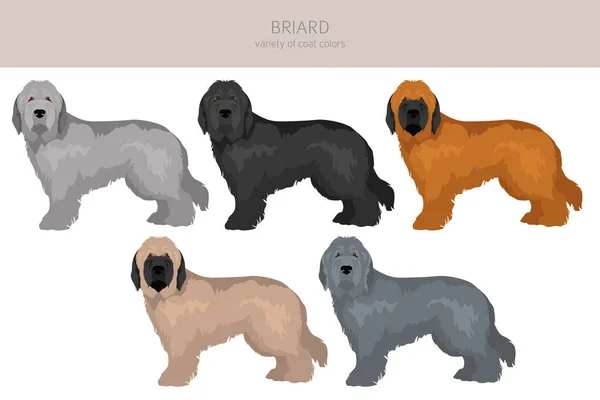 Briard Dog Clipart 그래픽의 특징을 가지고 일러스트 — 스톡 벡터