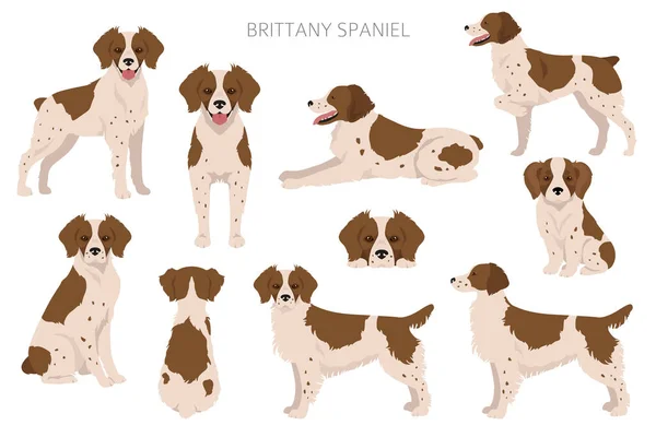 ブルターニュのスパニエル色の品種が裂ける 異なるポーズを設定します 犬のインフォグラフィックコレクション ベクターイラスト — ストックベクタ