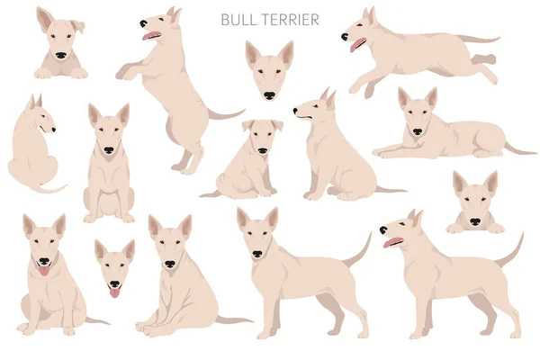 Clipart Bull Terrier Toutes Les Couleurs Manteau Ensemble Position Différente — Image vectorielle