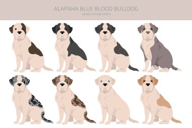 Alapaha Blue Blood Bulldog klibi. Farklı pozlar, farklı renkler. Vektör illüstrasyonu