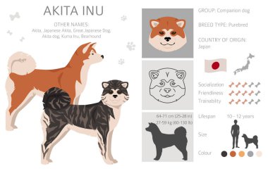 Akita Inu tüm renkler dağılır. Farklı ceket renkleri. Vektör illüstrasyonu