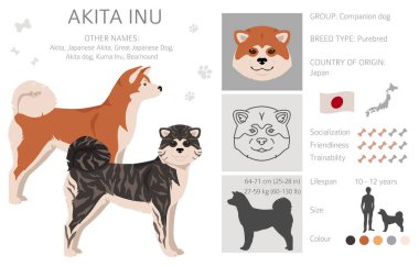 Akita Inu all colours clipart. Different coat colors set. Vector illustration clipart