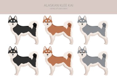 Alaska klee kai Tüm renkler klitoris. Farklı ceket renkleri. Vektör illüstrasyonu