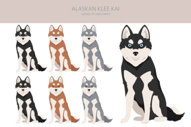 Alaska klee kai Tüm renkler klitoris. Farklı ceket renkleri. Vektör illüstrasyonu