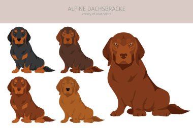 Alpine Dachsbracke clipart. Different poses, coat colors set.  Vector illustration