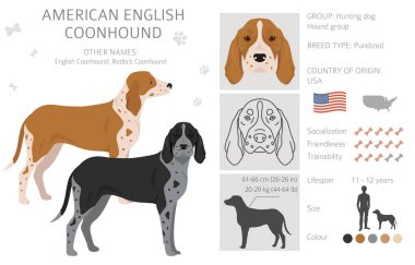 Amerikan rakunu her renge dadanır. Farklı ceket renkleri. Vektör illüstrasyonu