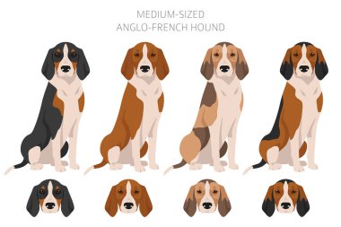 Medium sized Anglo-French hound clipart. Different poses, coat colors set. Vector illustration