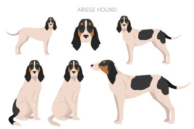 Ariege hound clipart. Different poses, coat colors set. vector illustration
