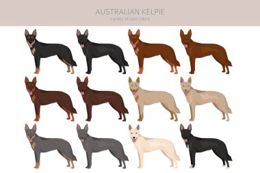 Australian Kelpie all colours clipart. Different coat colors set. Vector illustration