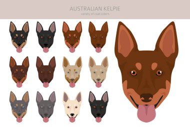 Australian Kelpie all colours clipart. Different coat colors set. Vector illustration