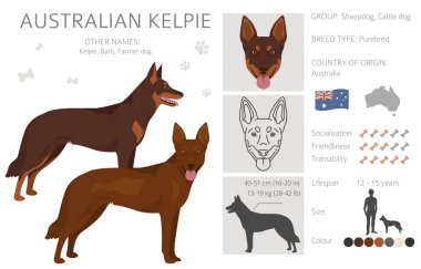 Australian Kelpie all colours clipart. Different coat colors set. Vector illustration