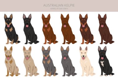 Australian Kelpie all colours clipart. Different coat colors set. Vector illustration