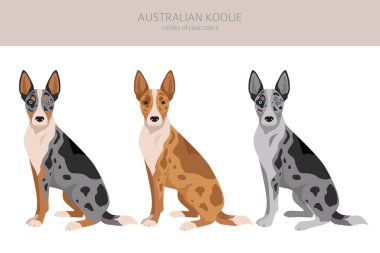 Australian koolie clipart. Different poses, coat colors set. vector illustration