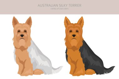 Avustralya ipeksi teriyeri tüm renkler toplanır. Farklı ceket renkleri ve pozlar. Vektör illüstrasyonu