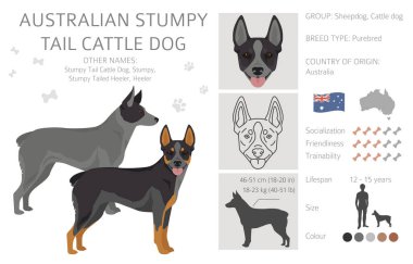 Australian stumpy tail cattle dog all colours clipart. Different coat colors and poses set.  Vector illustration clipart