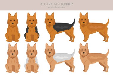 Avustralya teriyeri tüm renkler toplanır. Farklı ceket renkleri ve pozlar. Vektör illüstrasyonu