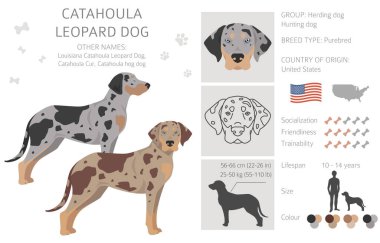 Catahoula Leopard dog clipart. All coat colors set.  Different position. All dog breeds characteristics infographic. Vector illustration