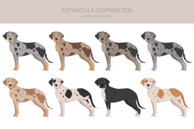 Catahoula Leopard dog clipart. All coat colors set.  Different position. All dog breeds characteristics infographic. Vector illustration
