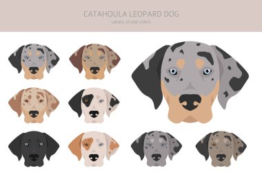 Catahoula Leopard dog clipart. All coat colors set.  Different position. All dog breeds characteristics infographic. Vector illustration