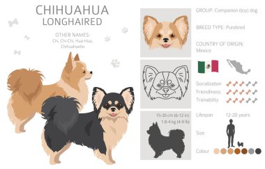 Chihuahua long haired clipart. All coat colors set.  Different position. All dog breeds characteristics infographic. Vector illustration