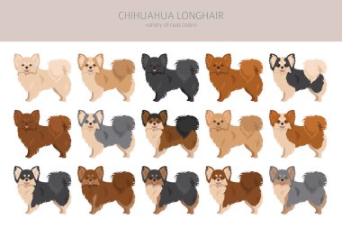 Chihuahua long haired clipart. All coat colors set.  Different position. All dog breeds characteristics infographic. Vector illustration