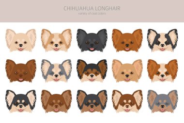 Chihuahua long haired clipart. All coat colors set.  Different position. All dog breeds characteristics infographic. Vector illustration