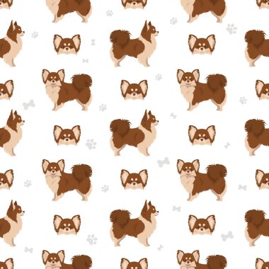 Chihuahua long haired seamless pattern. Vector illustration