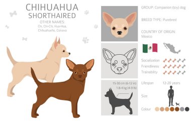 Chihuahua short haired clipart. All coat colors set.  Different position. All dog breeds characteristics infographic. Vector illustration