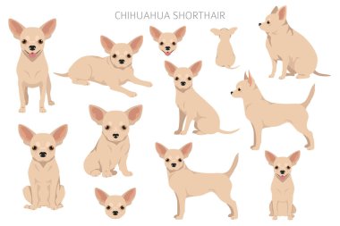 Chihuahua short haired clipart. All coat colors set.  Different position. All dog breeds characteristics infographic. Vector illustration