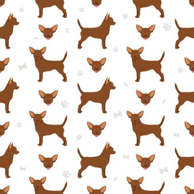 Chihuahua short haired seamless pattern. Vector illustration