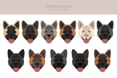 Amerikan Akita köpek klipsi. Tüm ceket renkleri ayarlandı. Farklı pozisyon. Bütün köpekler karakteristik bilgileri çoğaltır. Vektör illüstrasyonu